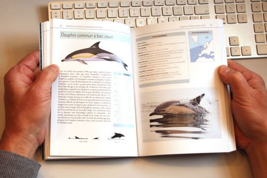 Observer les baleines