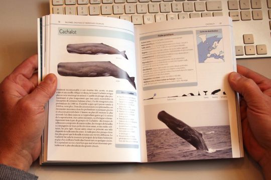 Observer les baleines