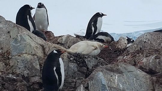 Découverte de l'Antarctique