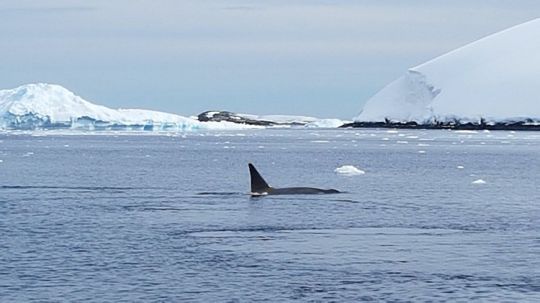 Découverte de l'Antarctique en voilier