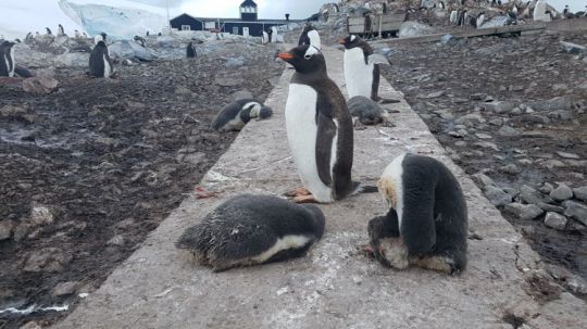 Pas toujours facile de laisser 5 m de distance avec les animaux.