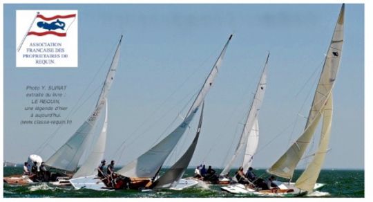 Requins en navigation © Yves SUINAT / A.F.P.R