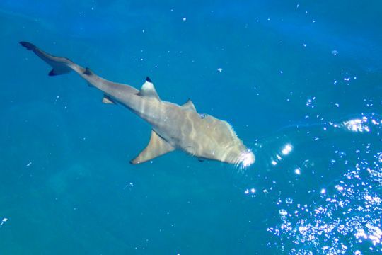 Requin dans le lagon