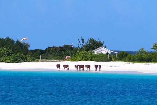 Chevaux en liberté sur la plage