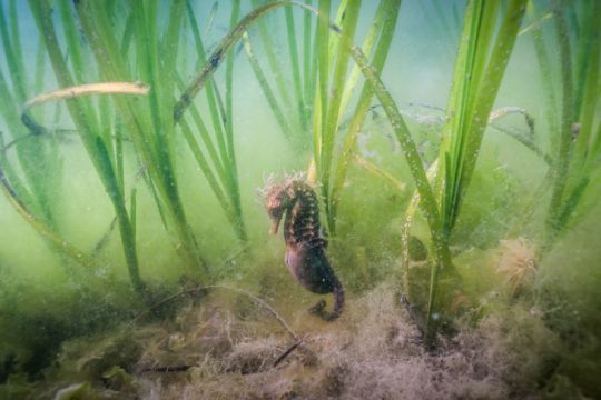 Hippocampe dans les herbiers de Zostère © Nicolas Luy