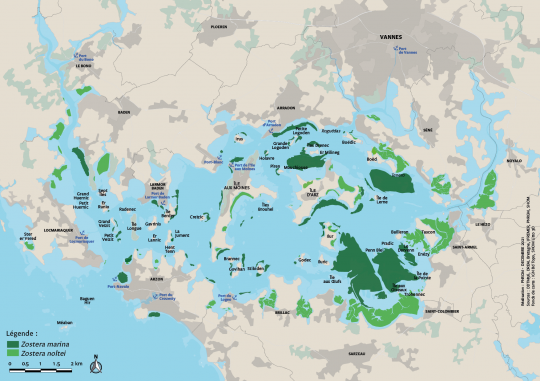 La cartes des herbiers de zostères dans le golfe du Morbihan © Parc Naturel Régional du Golfe du Morbihan