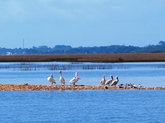 Pélicans : nos voisins de chaque étape