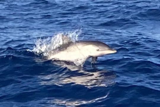 Bande de dauphins qui viennent jouer à l'étrave