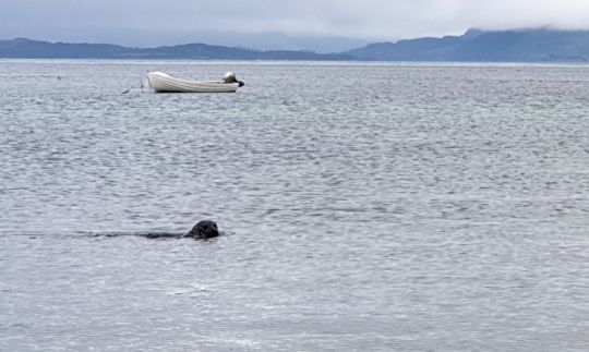 Un phoque curieux au mouillage sur l'île de Jura, Ecosse