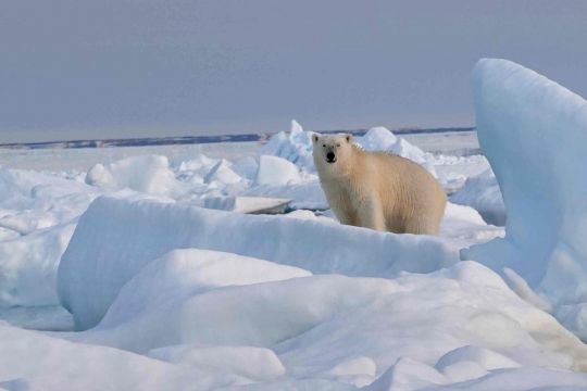 Rencontre avec des ours polaires © Sébastien Roubinet