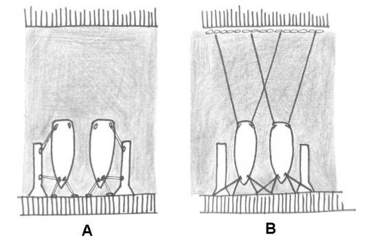 A : Amarrage classique B : Amarrage cyclonique