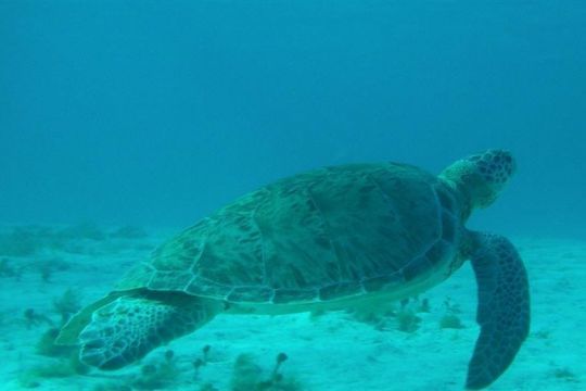 Les tortues sont très présentes