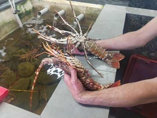 Langouste rouge femelle (à gauche) et mâle (à droite)