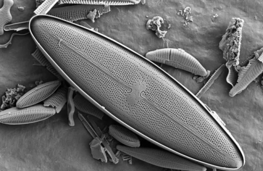 Diatomée © Paradoxal Surfboards