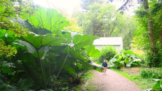 Jardin botanique d'Achamore Gardens, Gigha