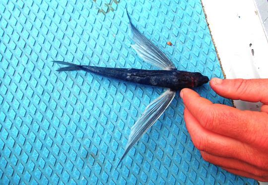 Exocet appelé aussi poisson volant