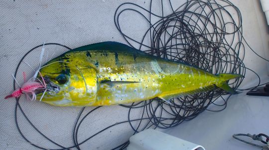 Notre première dorade coryphène