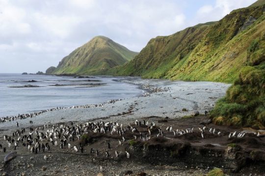 Subantarctique © Margot Sib