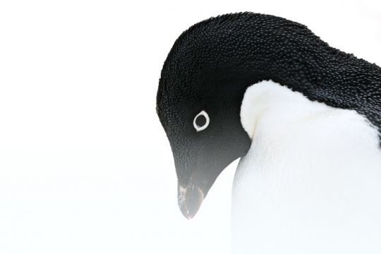 Manchot Adélie © Margot Sib