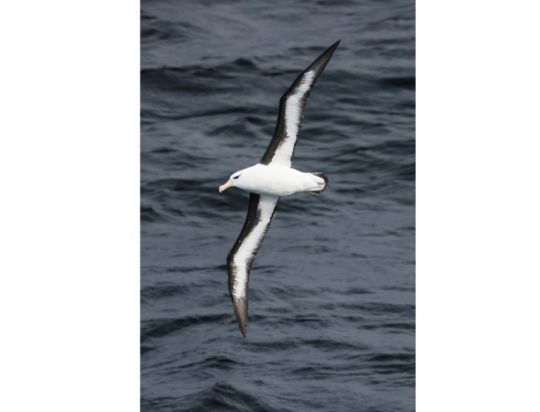 Albatros à sourcils noirs © Margot Sib
