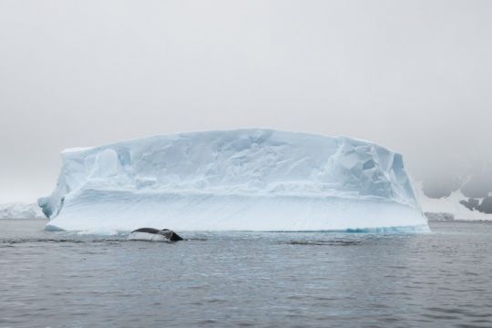 Whale watching © Margot Sib