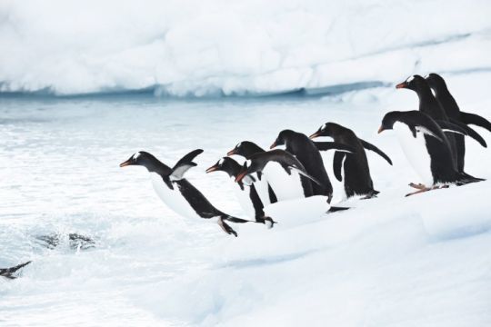 Manchot Papou © Margot Sib