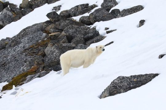 Ours polaire © Margot Sib