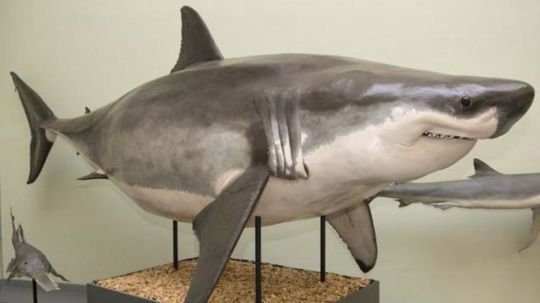 Le requin est exposé au musée de zoologie de Lausanne
