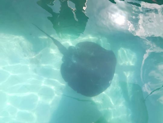 Raie Pastenague évoluant au fond du port