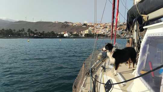 Oban, notre Border Collie, fidèle équipière de cette navigation depuis Lorient