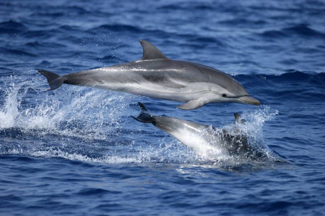 Delfini