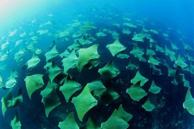 Un diportista ha fatto un incontro incredibile in mare aperto al largo delle coste del Messico