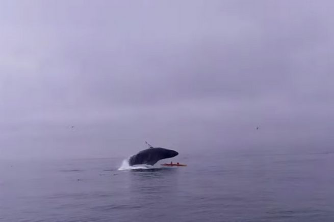 Una balena salta su un kayak