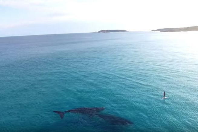 Due balene blu incontrano un paddle boarder in Australia