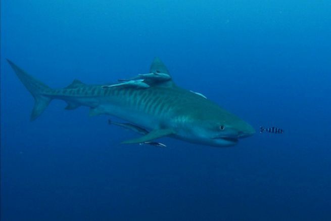 Droni per monitorare gli squali e ridurre gli attacchi in Australia