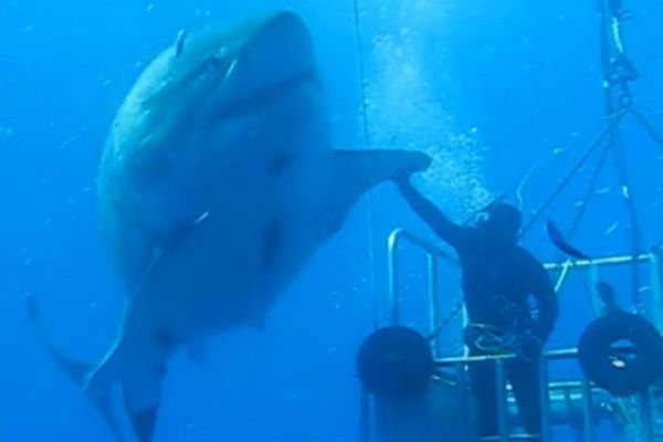 Top 15 video animali marini pi? divertenti