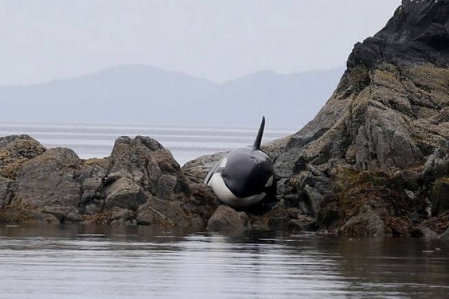 L'orca bloccato nelle rocce