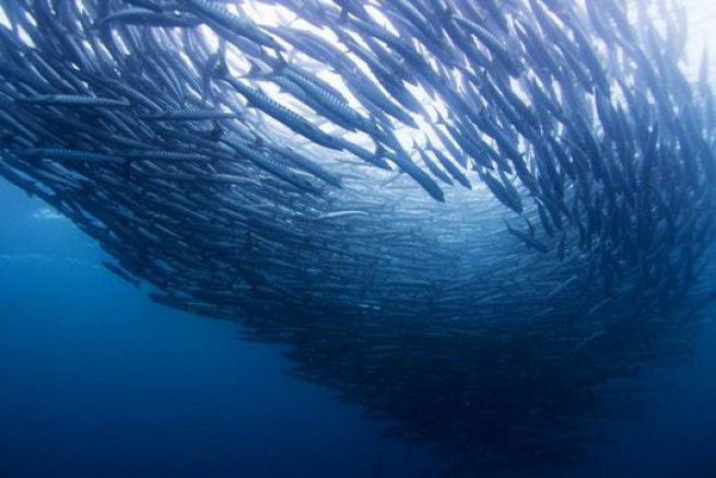 Thalassa sar quindi meno trasmesso, ma pi movimentato, come ha detto a Tlrama Dana Hastier, direttrice dei programmi del canale. Lo show ha continuato ad attrarre i suoi 2 milioni di spettatori giornalieri da settembre, il pubblico medio del canale', spiega Georges Pernoud, creatore dello show e conduttore fin dall'inizio. Inoltre, diversi argomenti sono attualmente in preparazione per i prossimi numeri di Thalassa, come i polacchi e la portaerei Charles de Gaulle, ha spiegato il direttore di France 3.