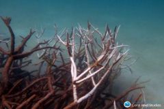 Corallo corno di cervo morente o morto, centro della Grande Barriera Corallina, maggio 2016