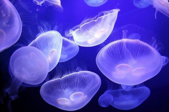 Attenzione agli ancoraggi infestati dalle meduse!