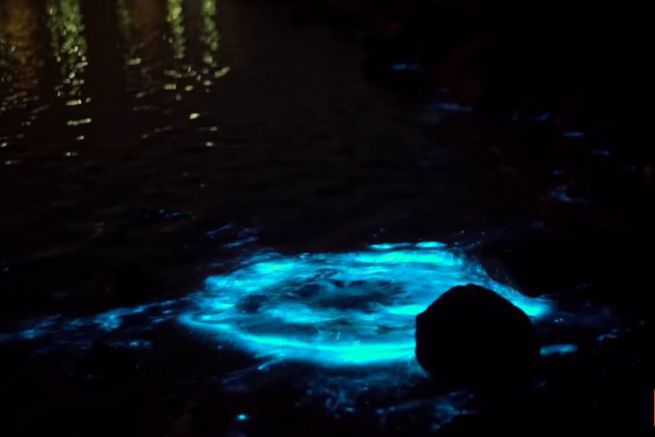 Fenomeno della bioluminescenza