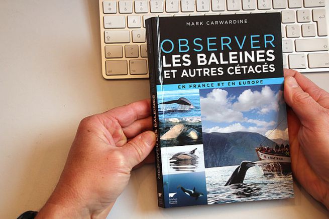 Osservare le balene e gli altri cetacei in Francia e in Europa