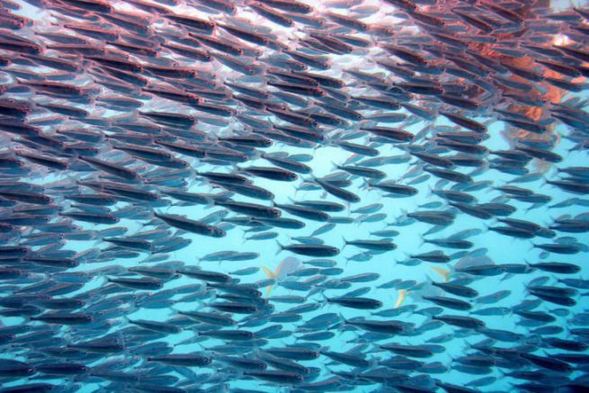 Giornata mondiale dell'oceano