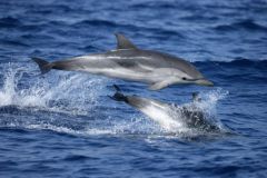 Delfini
