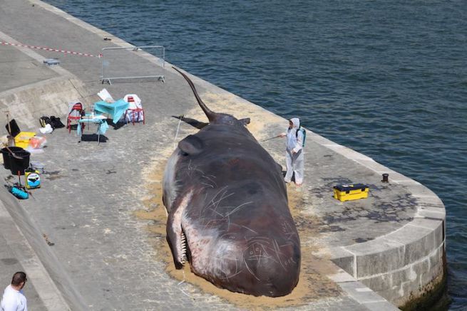 Una balena bloccata sulle rive della Senna