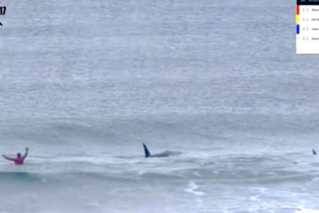 Le balene killer si invitano a una gara di surf