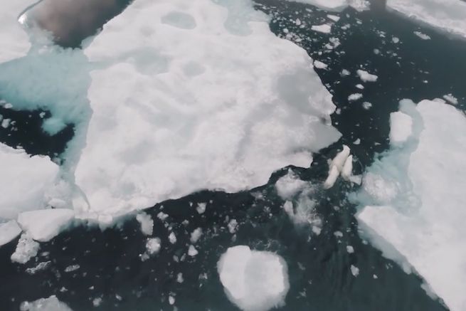 Sotto il Polo III: Slalom tra ghiaccio e orsi polari