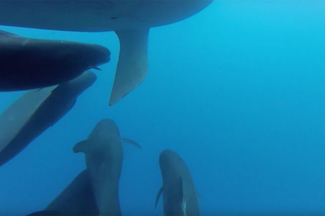Incontro poetico tra Hugo solo in acqua e i delfini