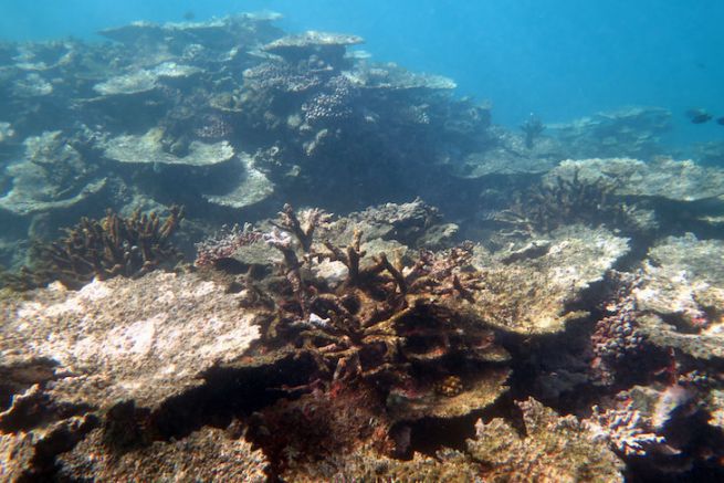 Degrado della barriera corallina nelle Isole Samoa