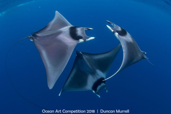 'Courting Devil Ray Ray Ray Ballet di Duncan Murrell